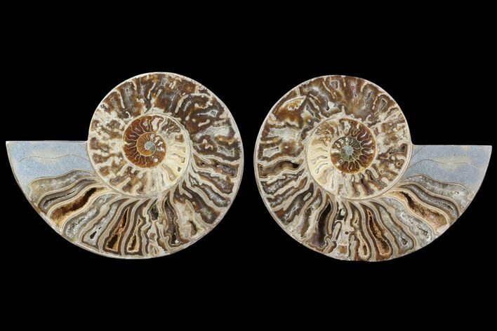 Choffaticeras (Daisy Flower) Ammonite - Madagascar #81282